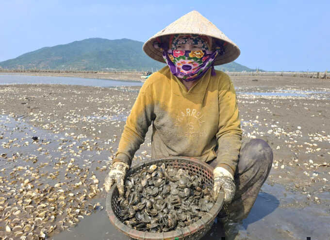 120 tấn ngao chết trắng đầm
