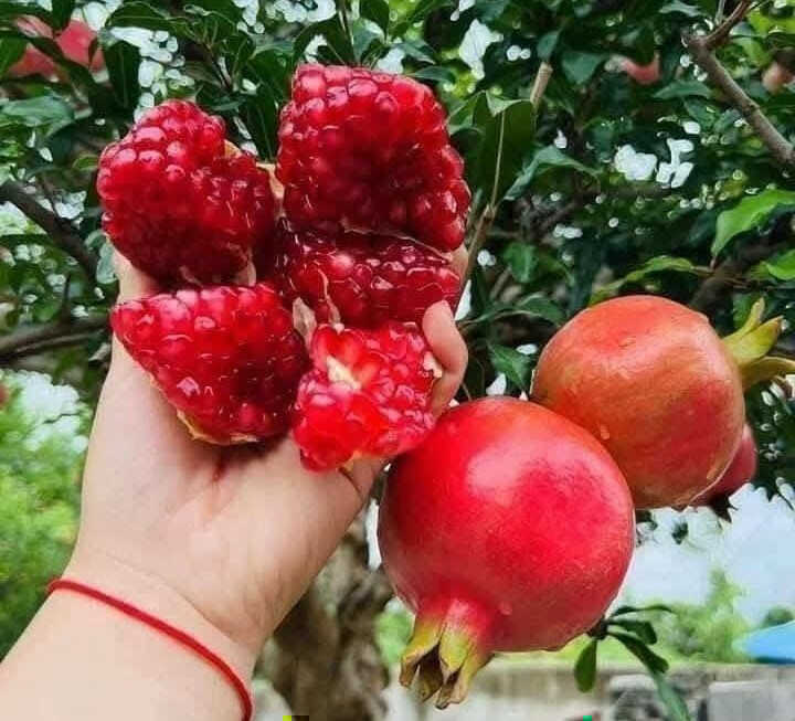 Loại quả vị ngọt nhưng người mắc bệnh tiểu đường vẫn ăn được