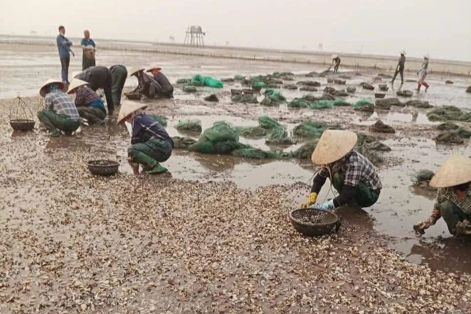 Ngao chết hàng loạt ở Hưng Yên, có hộ thiệt hại tới 80%