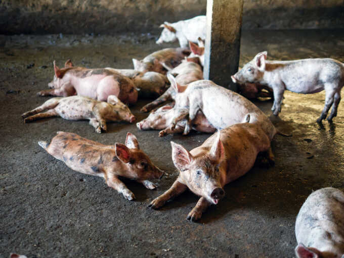 5 bệnh có thể lây từ heo sang người