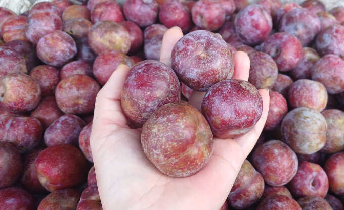 Nhiều loại trái cây `rẻ như rau`