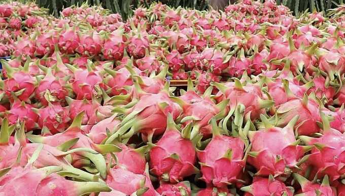 Thanh long ruột trắng hay đỏ bổ dưỡng hơn?
