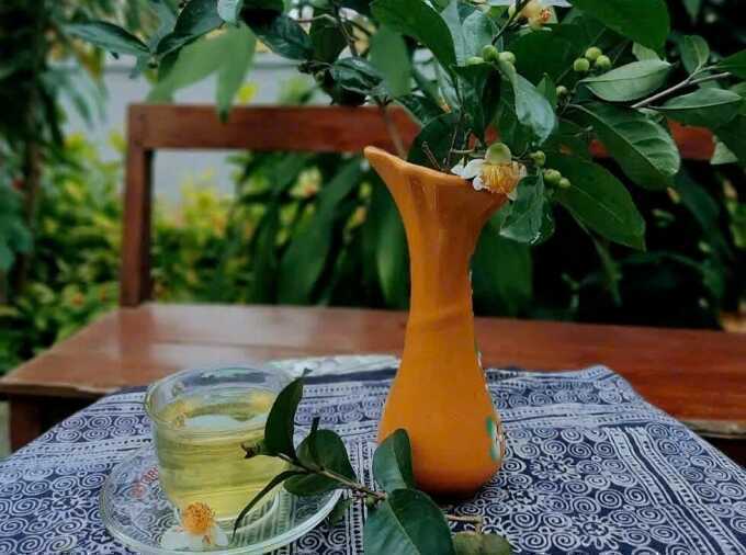 Bị gan nhiễm mỡ có nên uống trà xanh?