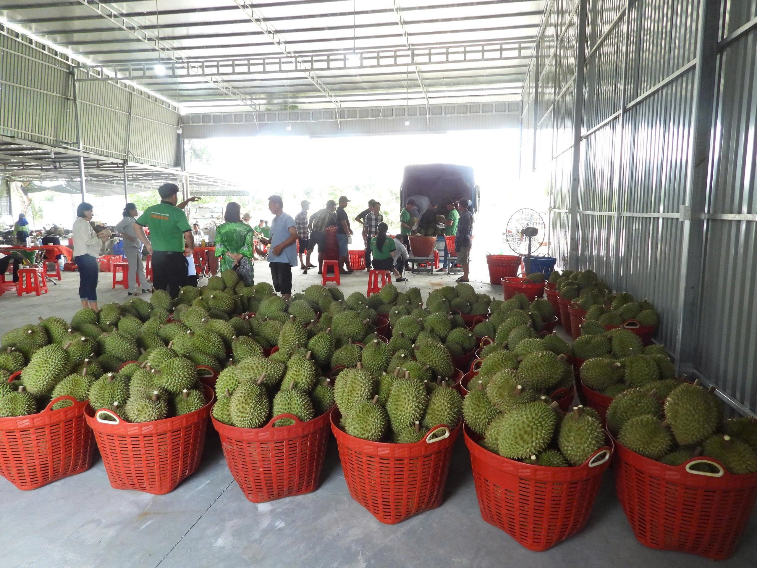 Sầu riêng chín đầy vườn nhưng không xuất khẩu được, nông dân lo lắng