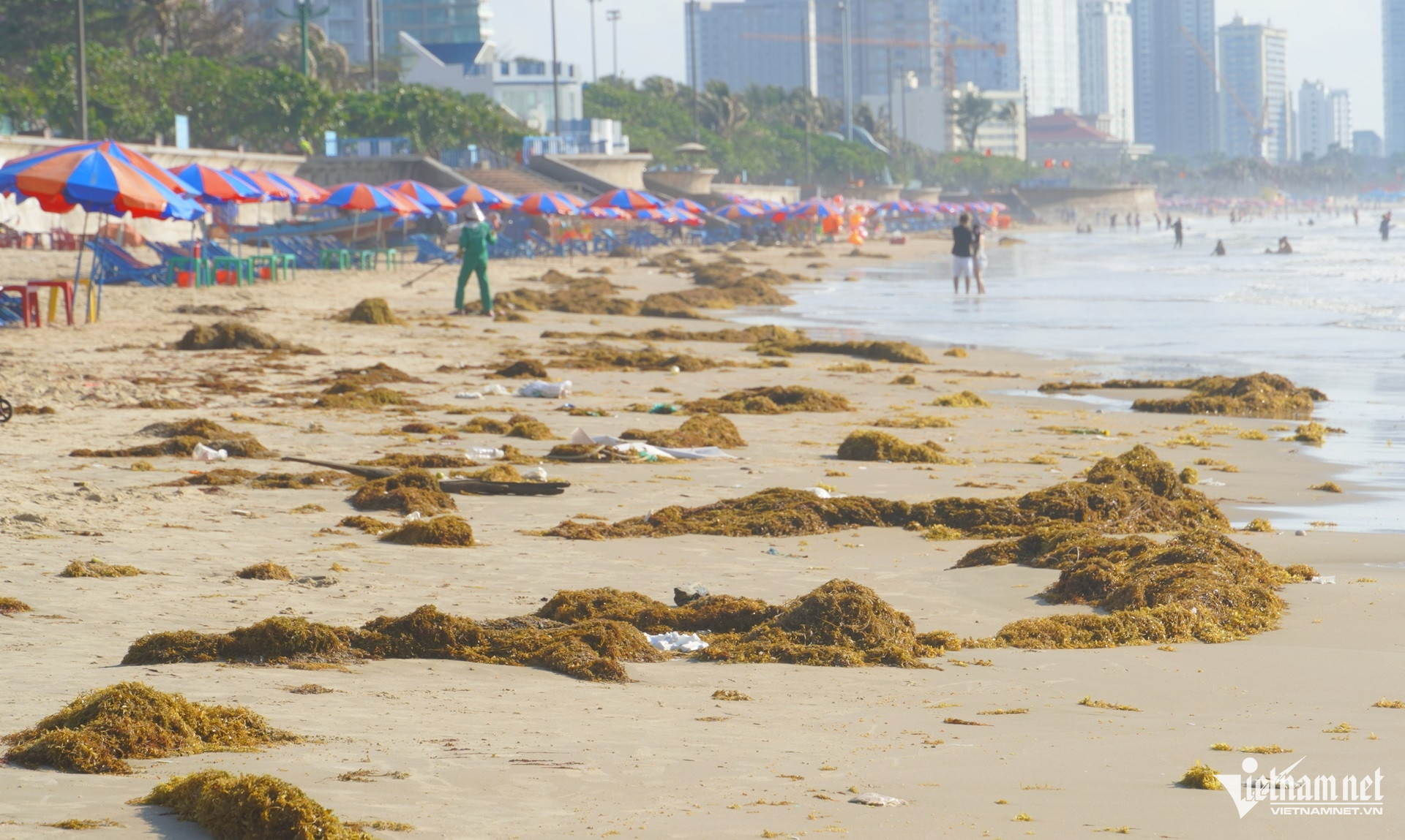 Rong biển phủ kín Bãi Sau Vũng Tàu
