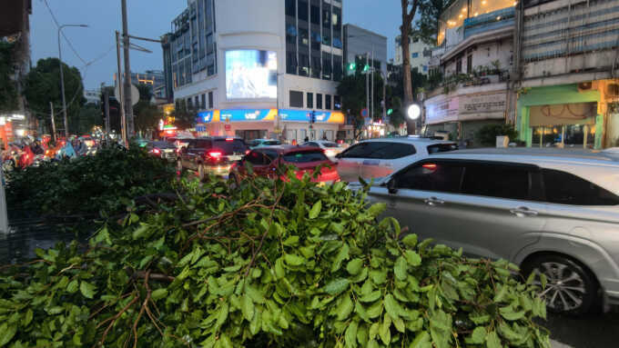 Cây đổ đè hai ôtô ở trung tâm TP HCM
