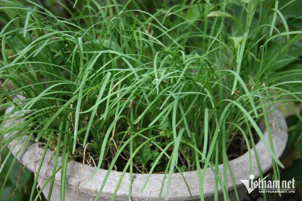 Loại rau gia vị 