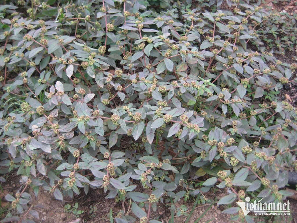 Loài cỏ bị nhổ bỏ mỗi ngày tốt cho người yếu đường ruột