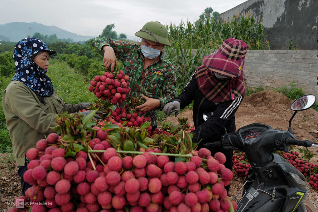 Mỹ mua vải thiều Việt gấp đôi cùng kỳ
