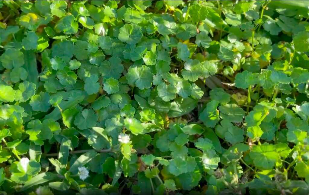 Loại cỏ dại mọc đầy bờ ruộng, là vị thuốc quý thanh nhiệt