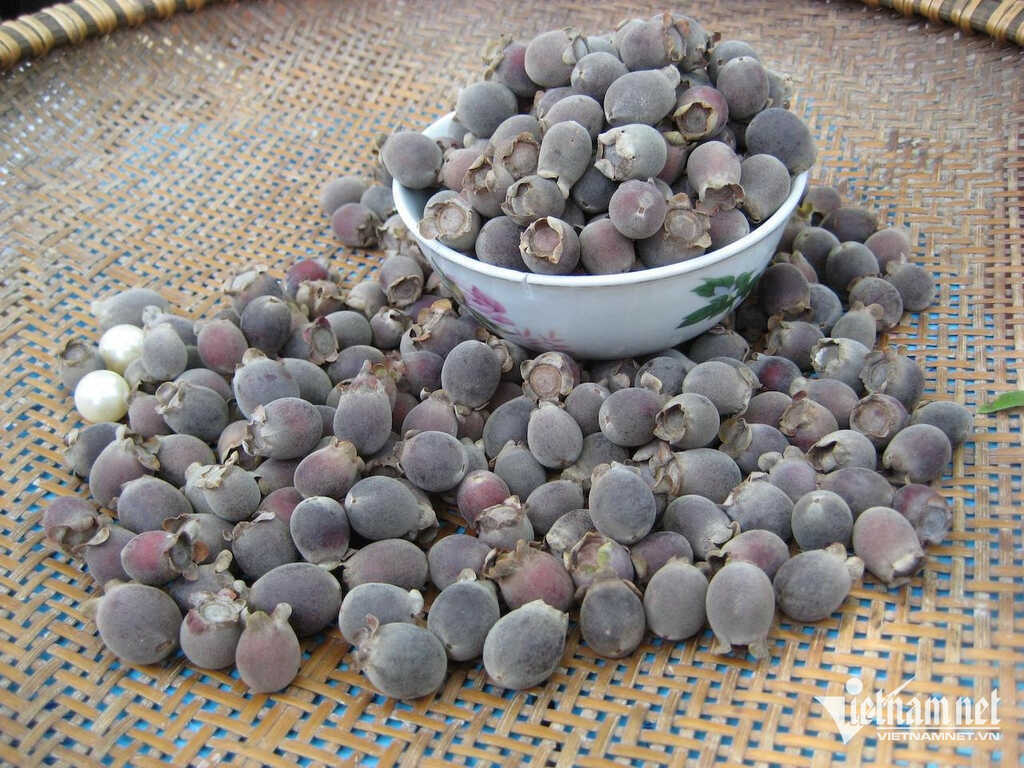 Công dụng ít biết của loài quả dại gắn liền tuổi thơ 7X, 8X