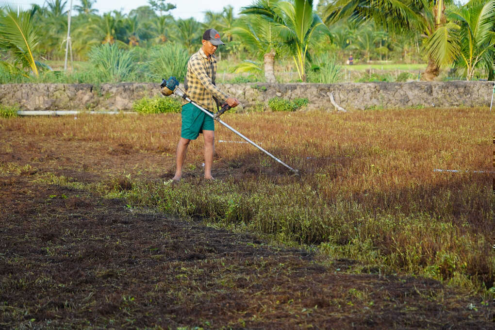 Hơn 300 ha rau màu chết héo bất thường
