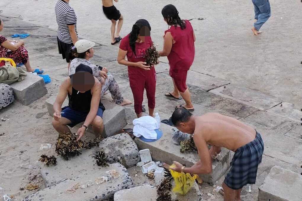 Xác minh nhóm người bẻ san hô ở biển Nha Trang