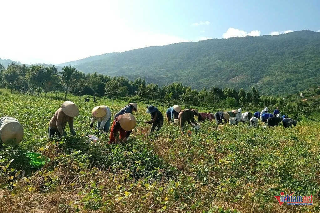 Cha mẹ mải miết tìm con trai mất tích, việc đồng áng được cả thôn thu hoạch giúp