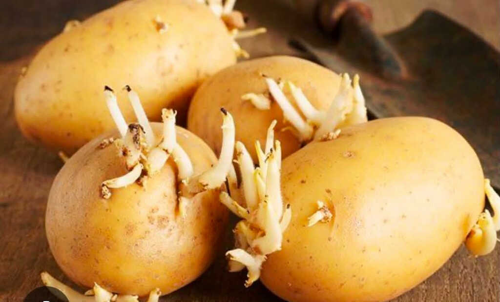 Cảnh báo chất độc ‘không thể phá hủy’ trong bát canh khoai tây mọc mầm