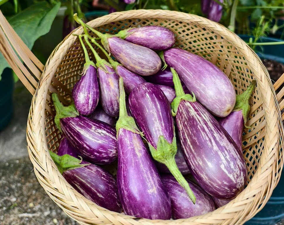 Cà tím, thực phẩm vàng giúp kiểm soát đường huyết