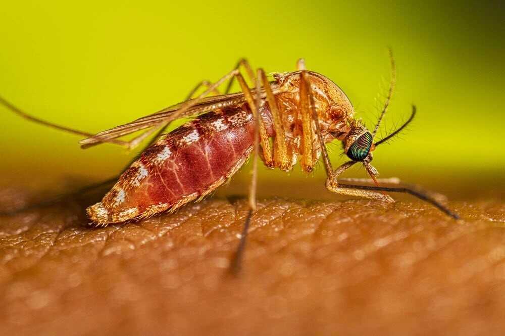 5 sự thật về muỗi truyền bệnh viêm não Nhật Bản