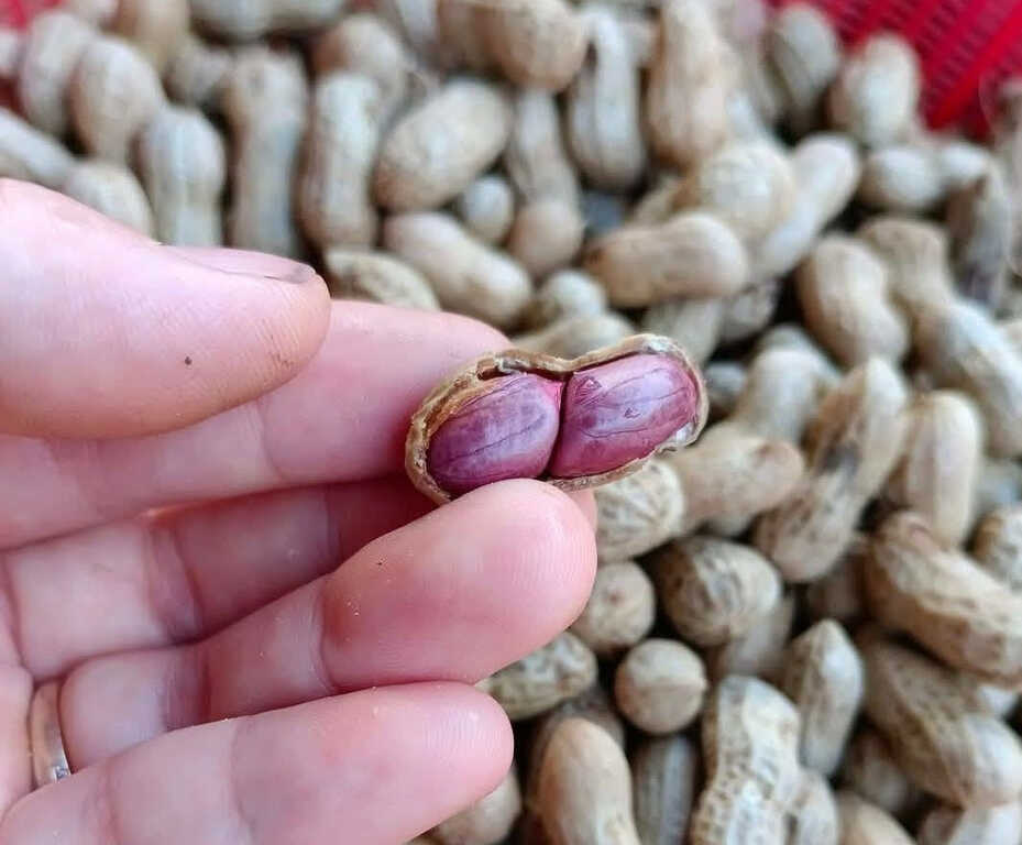 Loại hạt được ca ngợi ‘vua dinh dưỡng’ nhưng 2 nhóm người nên tránh xa